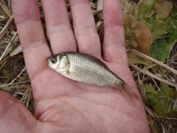 ファイル 1204-2.jpg