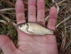 ファイル 1204-3.jpg