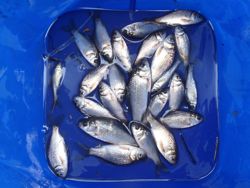 ファイル 1204-5.jpg