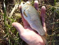 ファイル 1207-4.jpg