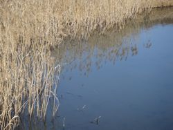 ファイル 1217-1.jpg