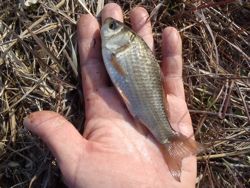 ファイル 1217-3.jpg