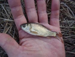 ファイル 1217-4.jpg