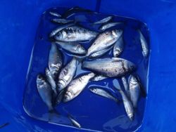 ファイル 1217-5.jpg