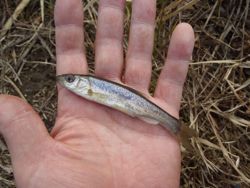 ファイル 1220-3.jpg