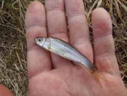 ファイル 1220-4.jpg