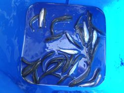 ファイル 1220-5.jpg