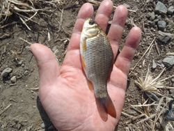 ファイル 1222-4.jpg