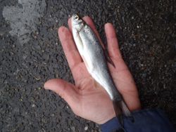 ファイル 1223-2.jpg