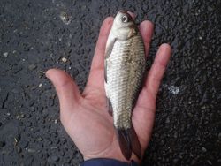 ファイル 1223-3.jpg