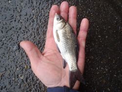 ファイル 1223-4.jpg