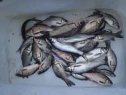 ファイル 1223-5.jpg