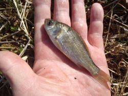 ファイル 1226-4.jpg