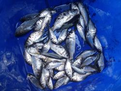 ファイル 1226-5.jpg