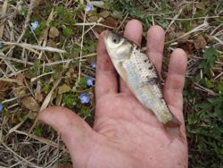 ファイル 1228-4.jpg