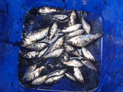 ファイル 1228-5.jpg