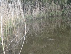 ファイル 1233-1.jpg