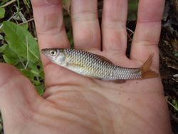 ファイル 1233-2.jpg