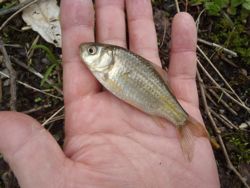 ファイル 1233-3.jpg