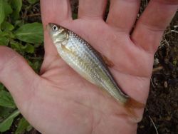 ファイル 1233-4.jpg