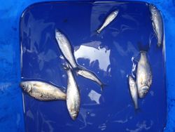 ファイル 1233-5.jpg