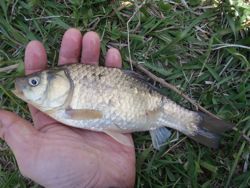 ファイル 1237-3.jpg