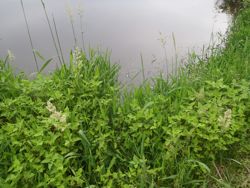 ファイル 1243-1.jpg