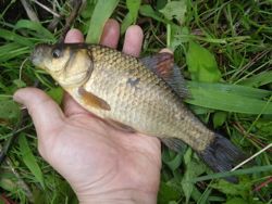 ファイル 1243-4.jpg