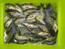 ファイル 1243-5.jpg