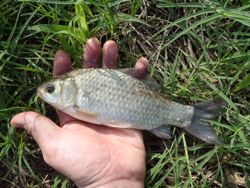 ファイル 1245-2.jpg