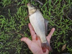 ファイル 1245-3.jpg