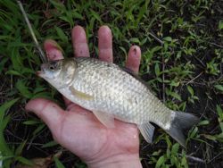 ファイル 1245-4.jpg