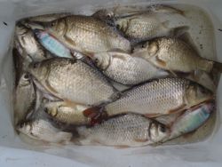 ファイル 1245-5.jpg