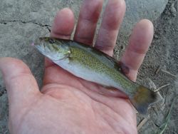 ファイル 1248-3.jpg