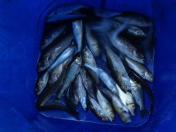 ファイル 1248-5.jpg