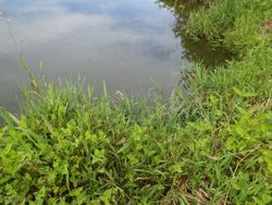 ファイル 1249-1.jpg