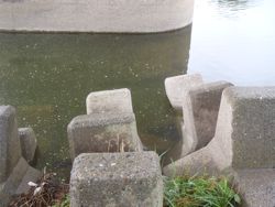 ファイル 1251-1.jpg