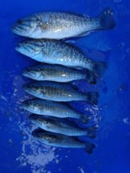 ファイル 1251-5.jpg