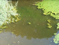 ファイル 1256-1.jpg