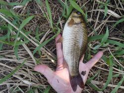 ファイル 1256-2.jpg