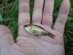 ファイル 1256-4.jpg