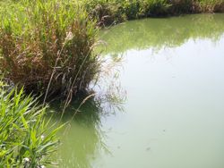 ファイル 1257-1.jpg