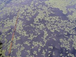 ファイル 1266-1.jpg