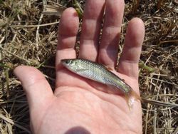 ファイル 1266-2.jpg