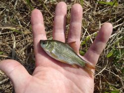 ファイル 1266-3.jpg