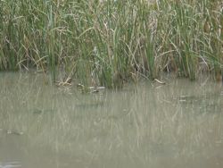 ファイル 1272-1.jpg