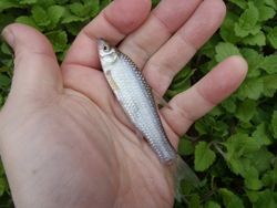 ファイル 1272-2.jpg