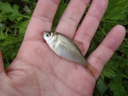 ファイル 1272-3.jpg