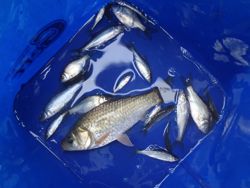 ファイル 1272-5.jpg