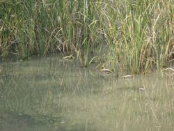 ファイル 1273-1.jpg